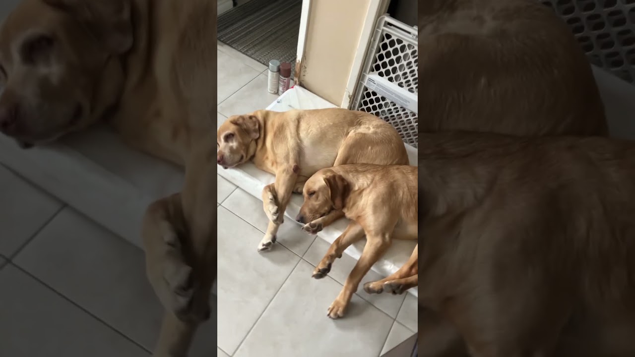 Cutest Labradors Are Best Friend&rsquo;s!🥰#like #share #subscribe #dog #cute #fypシ #shorts