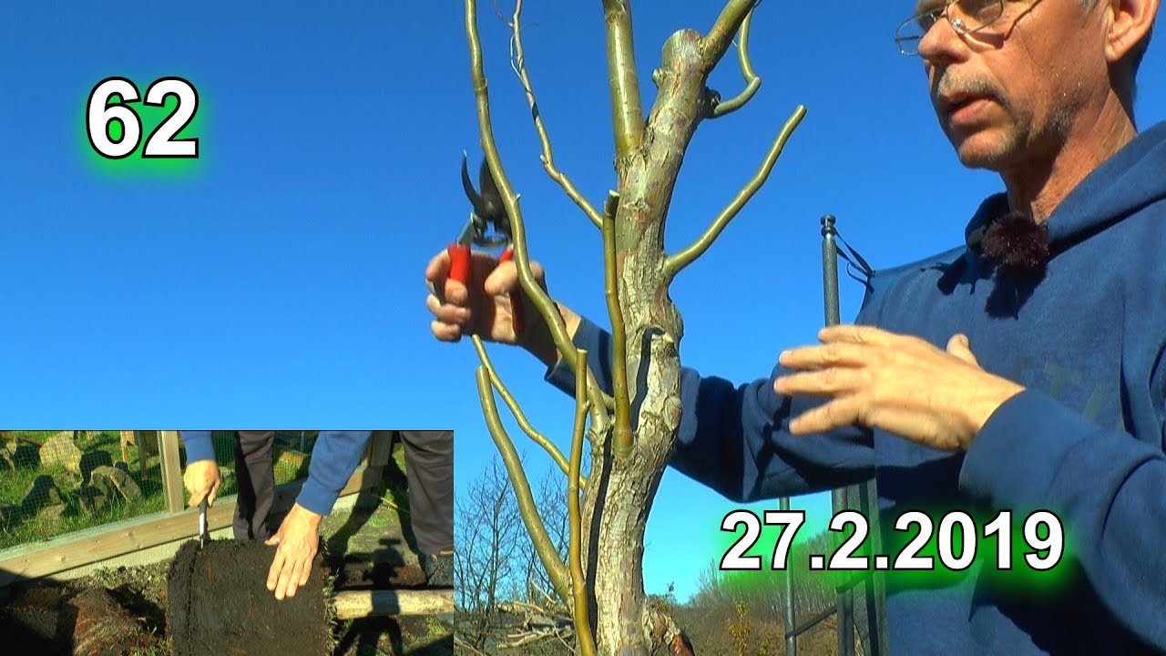 Die Weide Baumschnitt Umtopfen / Großer Baum im kleinen Topf für die Terasse Sichtschutz der wächst