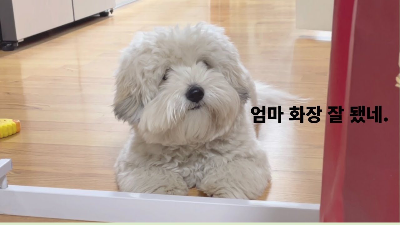 꼬똥 드 툴레아 Vlog : 사람 같은 강아지가 친구 집에 가기까지의 준비 Vlog