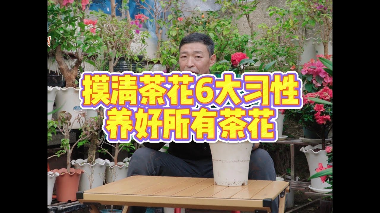 茶花为啥难养，了解习性，简单养好茶花 #爱生活爱养花 #花卉绿植 #茶花