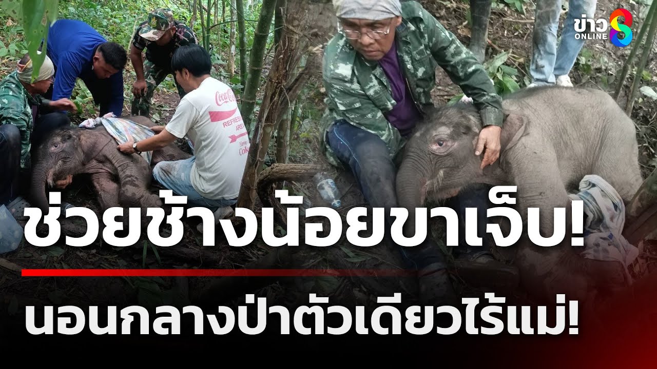 นาทีชีวิต! พบลูกช้างแรกเกิดขาเจ็บ ถูกทิ้งกลางป่าทองผาภูมิ | 23 ก.ย. 68 | คุยข่าวเช้าช่อง8