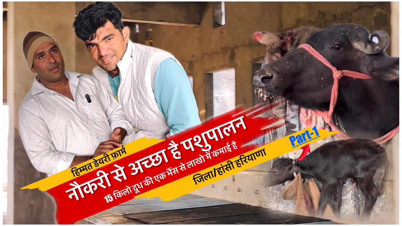 नौकरी से अच्छा है पशुपालन || 15 किलो दूध की एक भैंस सें अच्छी कमाई होती हैं || HIMMAT DAIRY FARM||