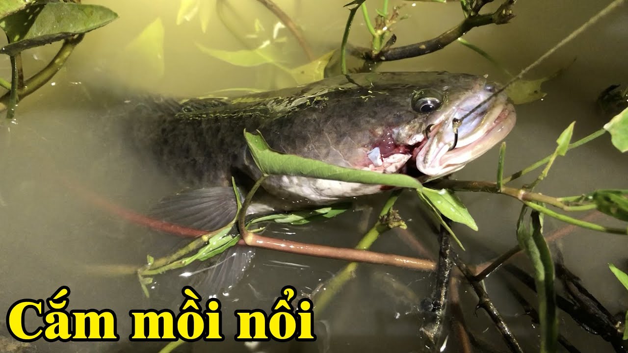 Cắm câu mồi nổi mùa khô hạn ngày cá rút về hào | THÚ VUI MIỀN TÂY. Tập 537