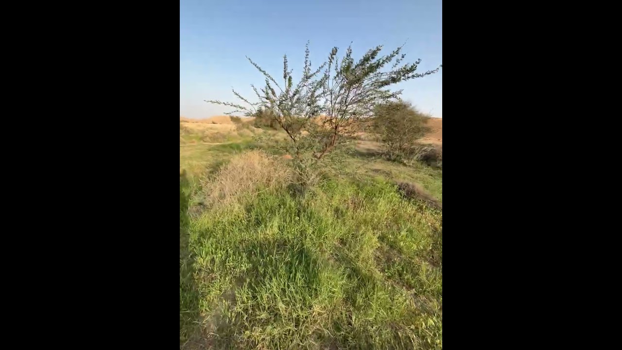 طلعتي الى شعيب ذيبان بين حريملاء وثادق  اليوم السبت ١١ / ٩ / ١٤٤٧هـ الموافق ٢٨ / ٢ / ٢٠٢٦ م