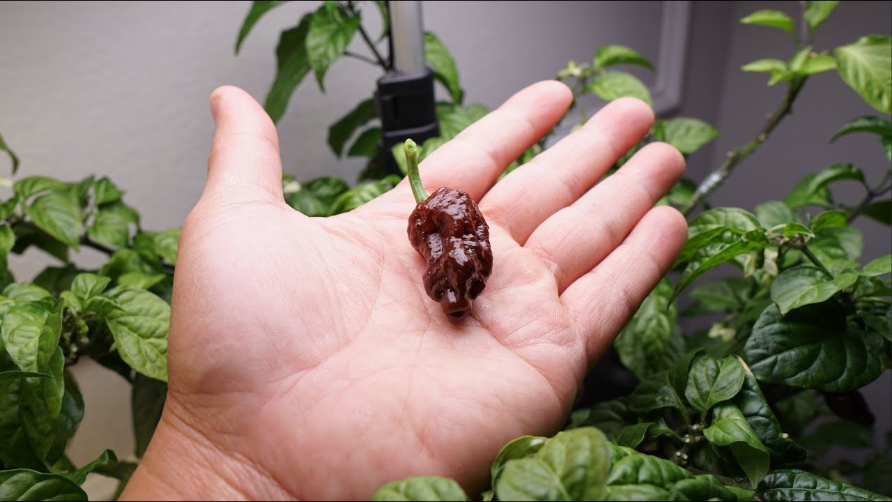 What's That Pepper Ep140 - Chocolate Primotalii