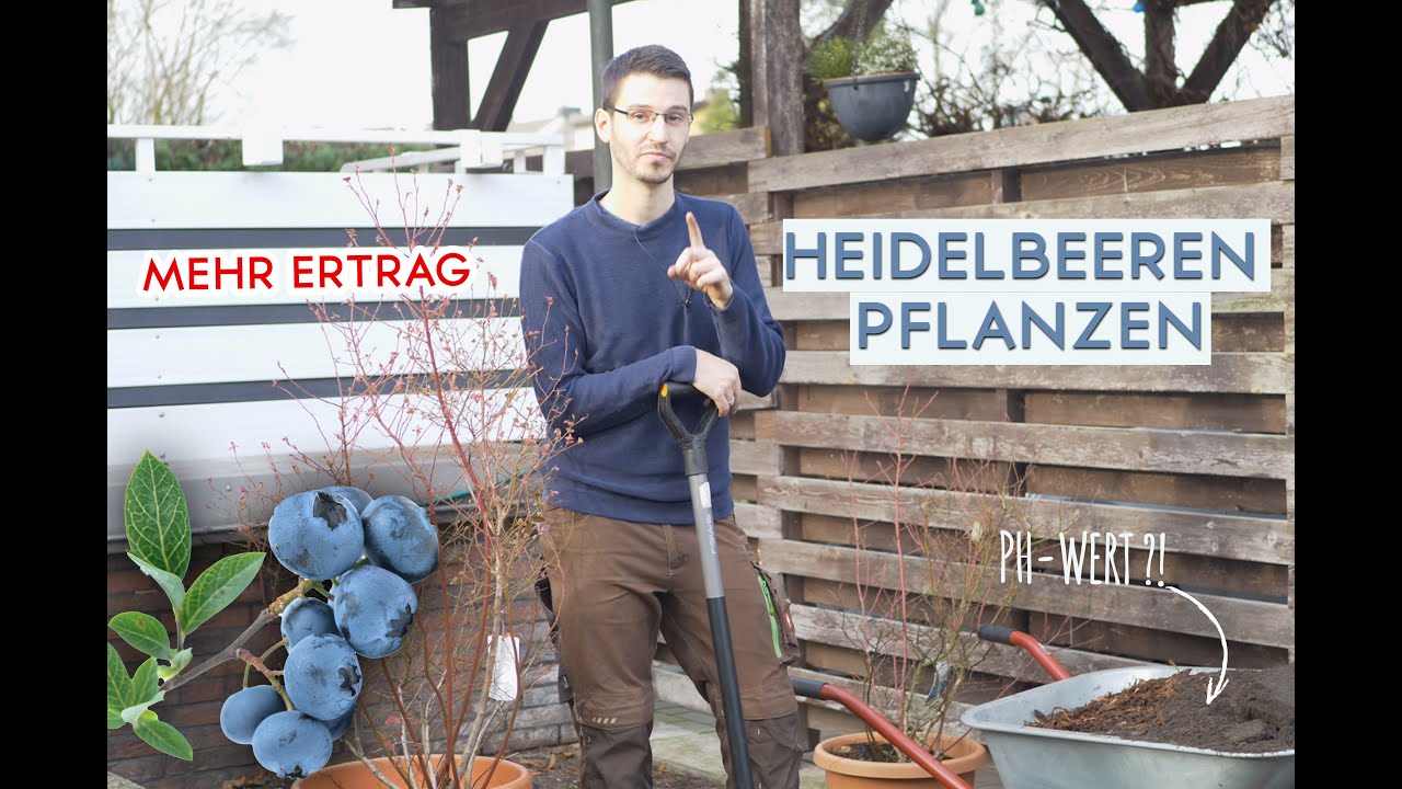 Heidelbeeren richtig pflanzen - Auf den Boden kommt es an!