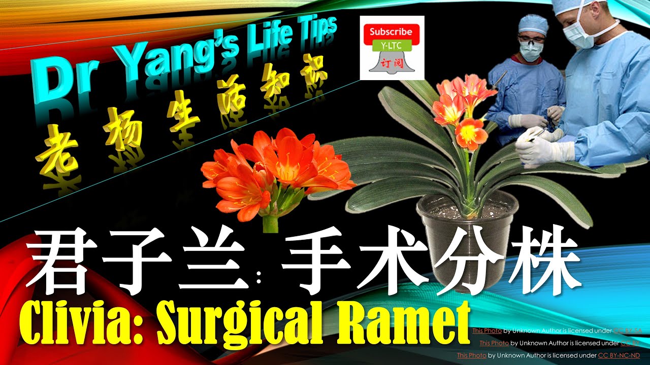 君子兰分株；一盆变三盆【Clivia ramet; One pot makes three pots】