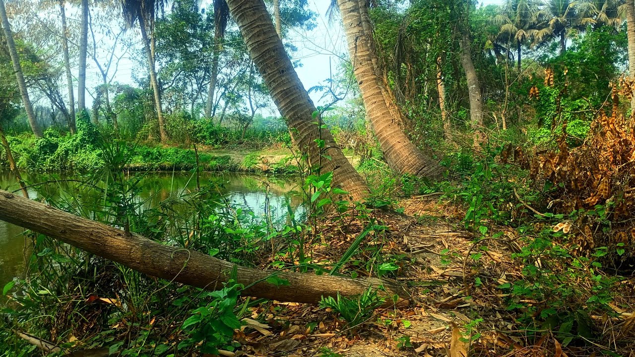 কালকে পুকুর পাড়ে ঘুরতে গেলাম | গ্রামের শান্ত সুন্দর মুহূর্ত