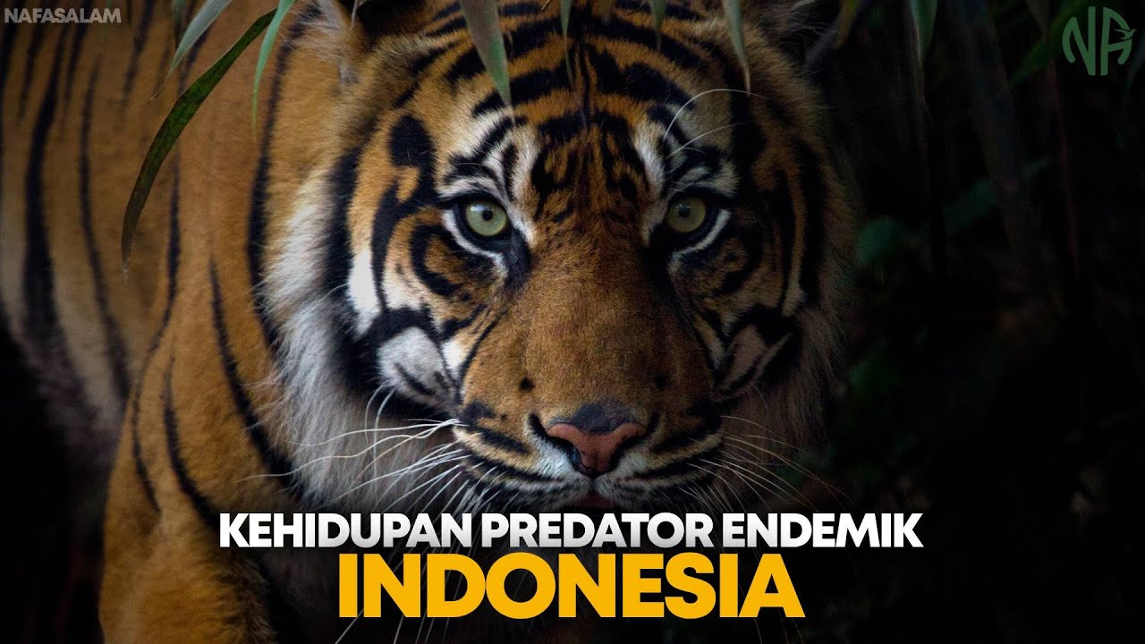 Predator Endemik Indonesia: Harimau Sumatra, Macan Tutul Jawa, dan Elang Jawa