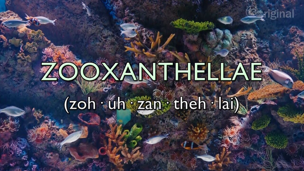 Moment of Science: Coral Reefs