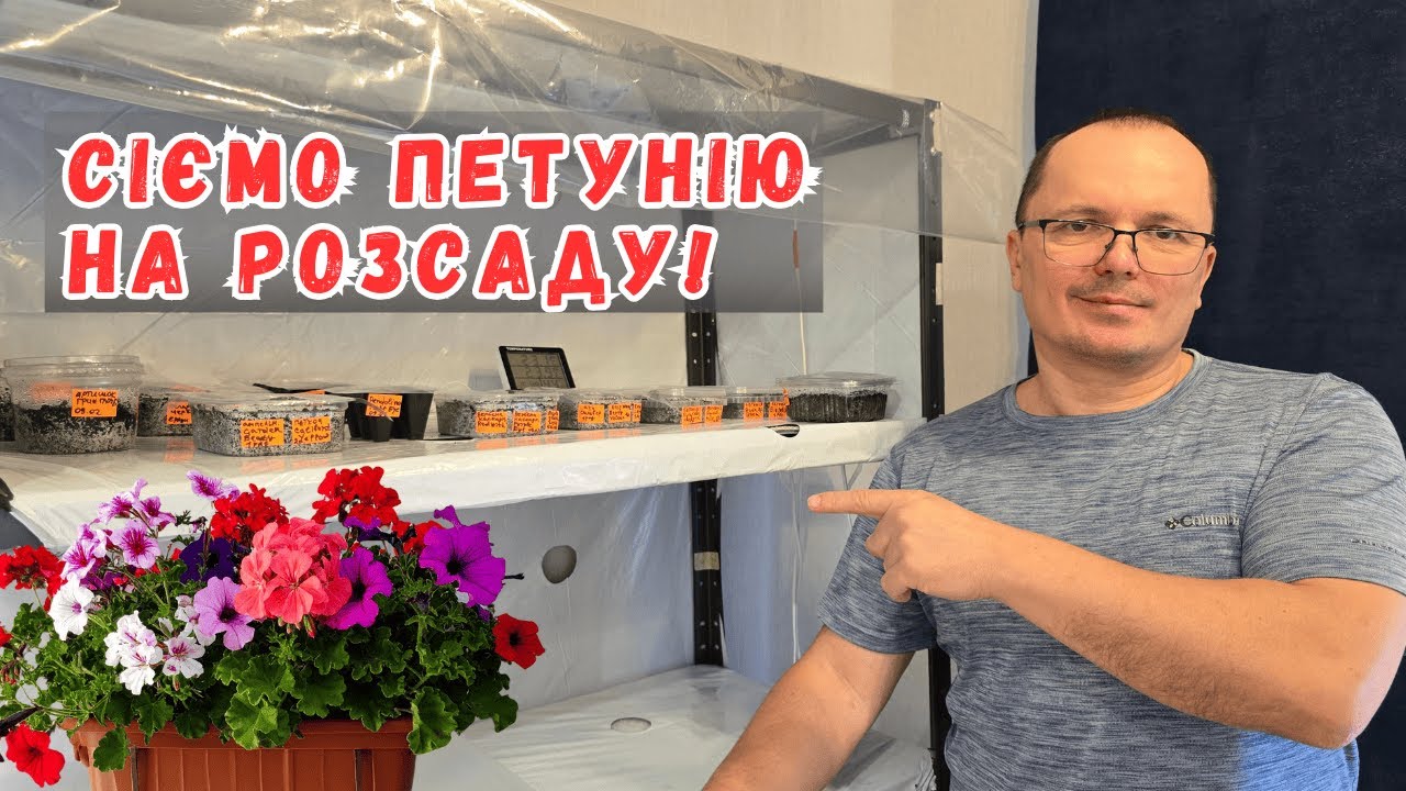 Як посіяти кущову петунію на розсаду, щоб отримати швидкі сходи- сіємо разом!