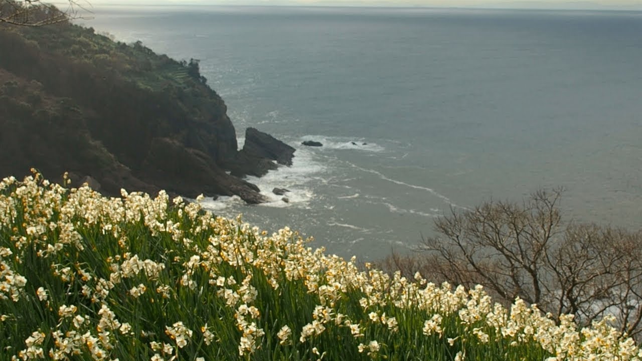 冬の日本海背景に「越前水仙」咲く
