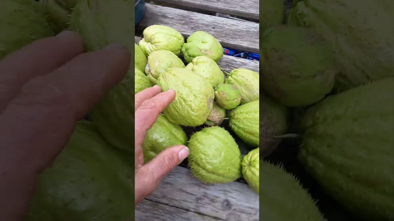 La fine del ciclo della zucchina spinosa (chayote)