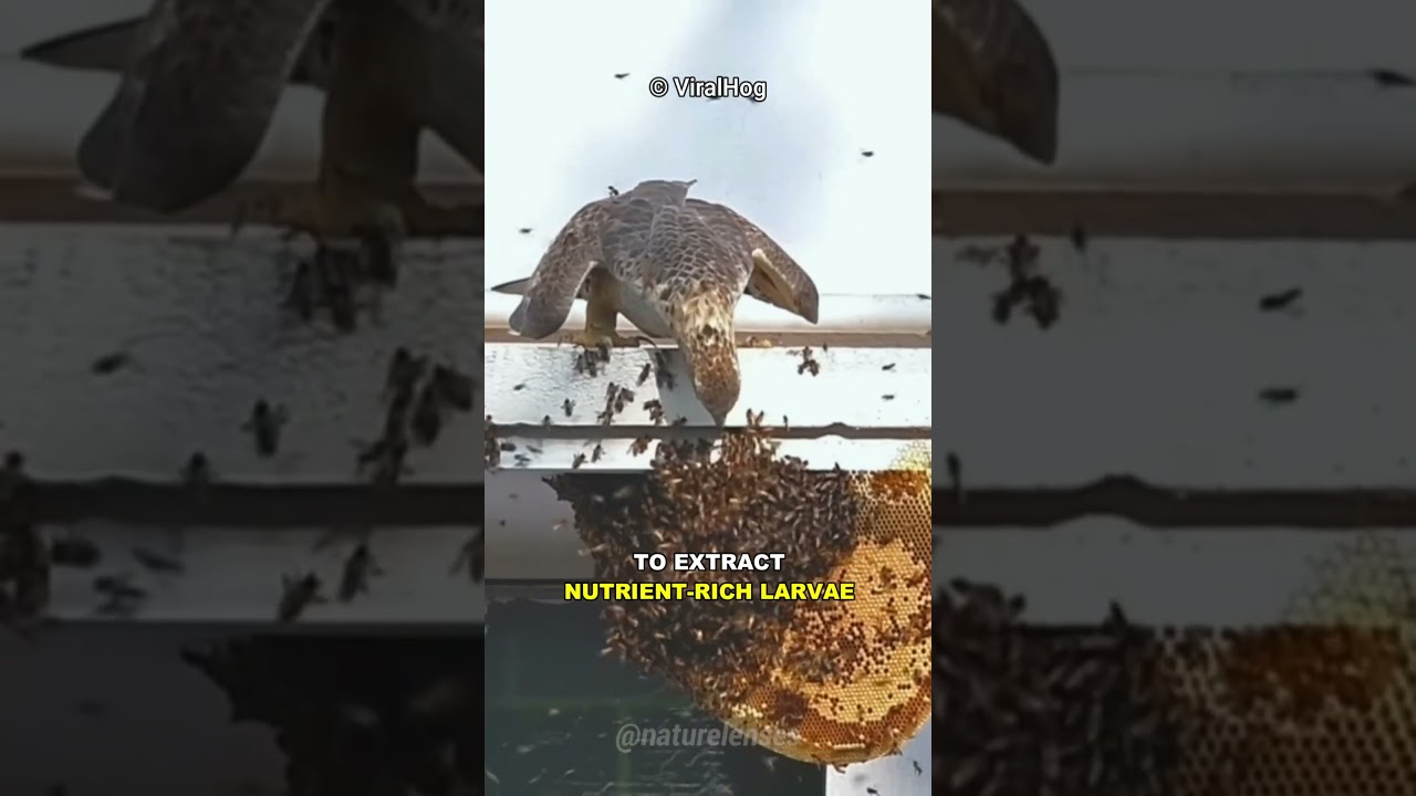 How This Bird Raid Wasp Nest!