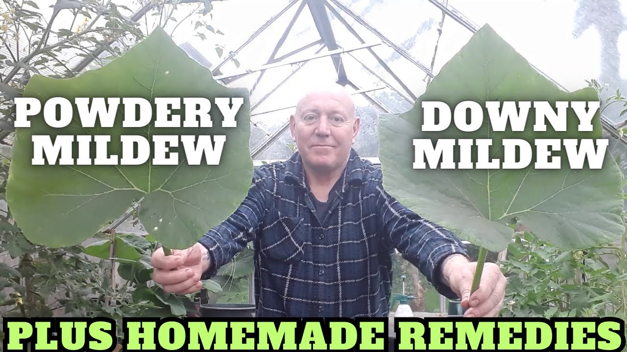 Powdery Mildew & Downy Mildew Plus Remedies [Gardening Allotment UK] [Grow Vegetables At Home ]