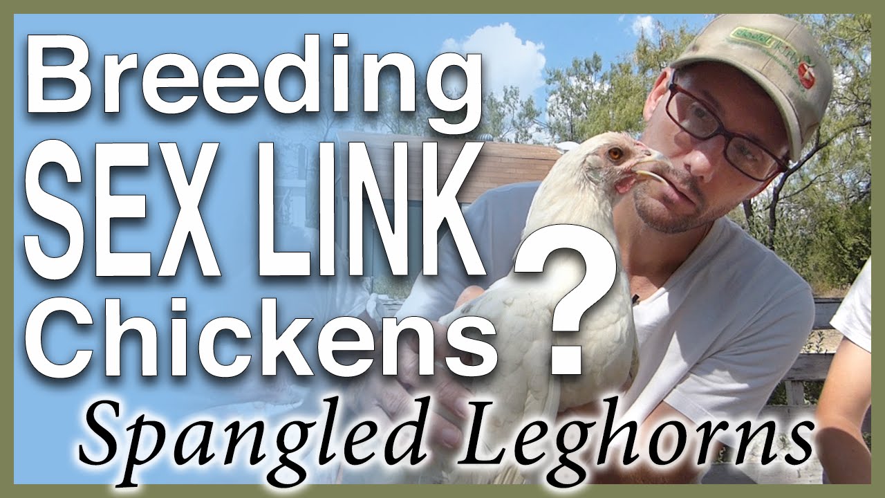 Breeding Sex Link Chicks? Our Spangled Leghorn Experiment