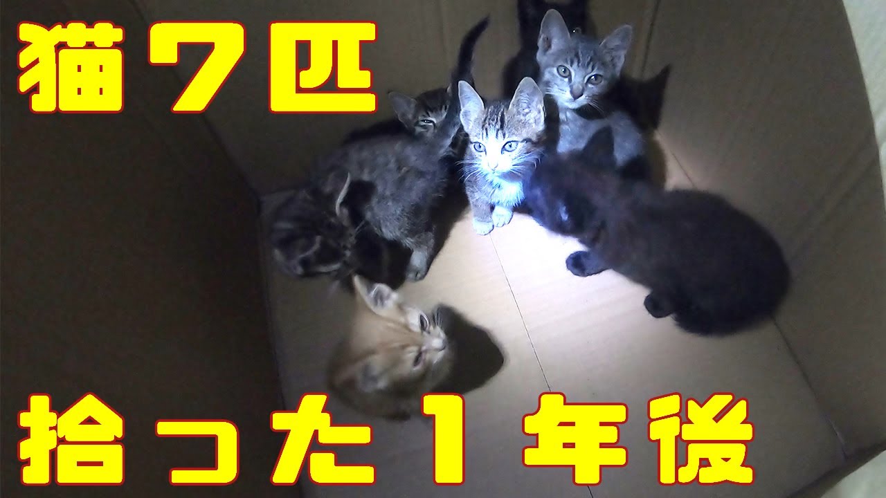 １年前捨て猫を７匹拾った　（I picked up 7 kittens a year ago.）