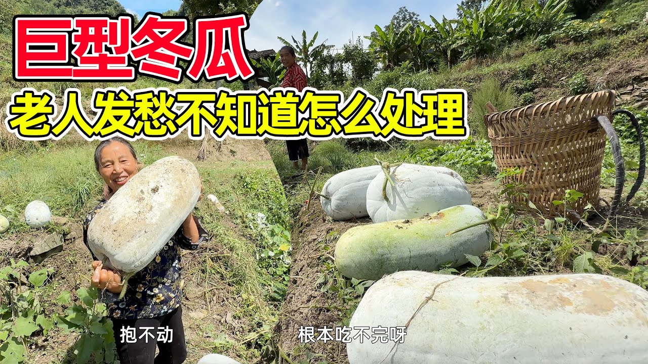 村里老人种出了巨型冬瓜，看到后大吃一惊，叫我们去拿回来煮肉吃
