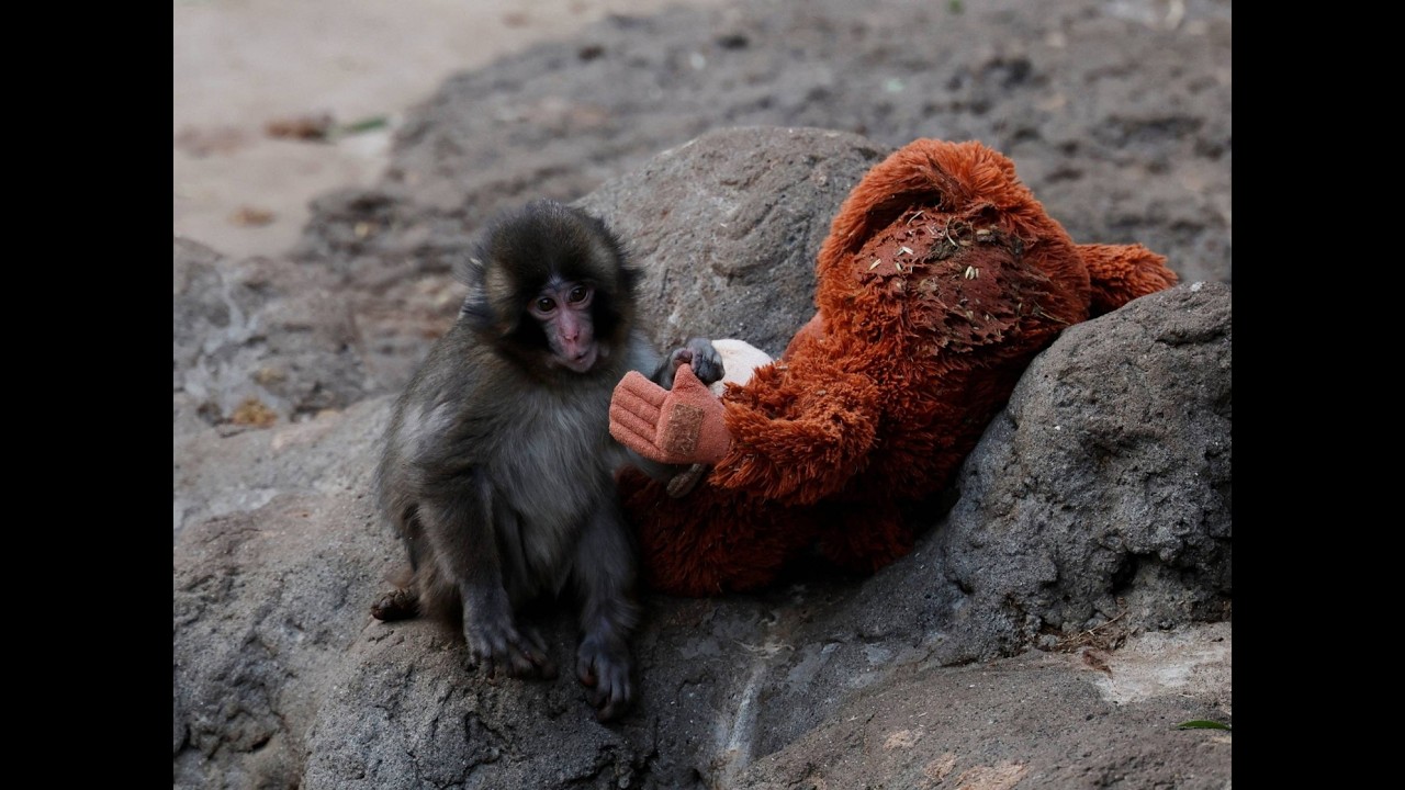 The tragedy of Punch the monkey: why do mother animals abandon their offspring?Footage 