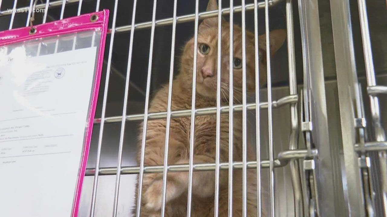 Adopted pets returned to Shelby Co. shelter