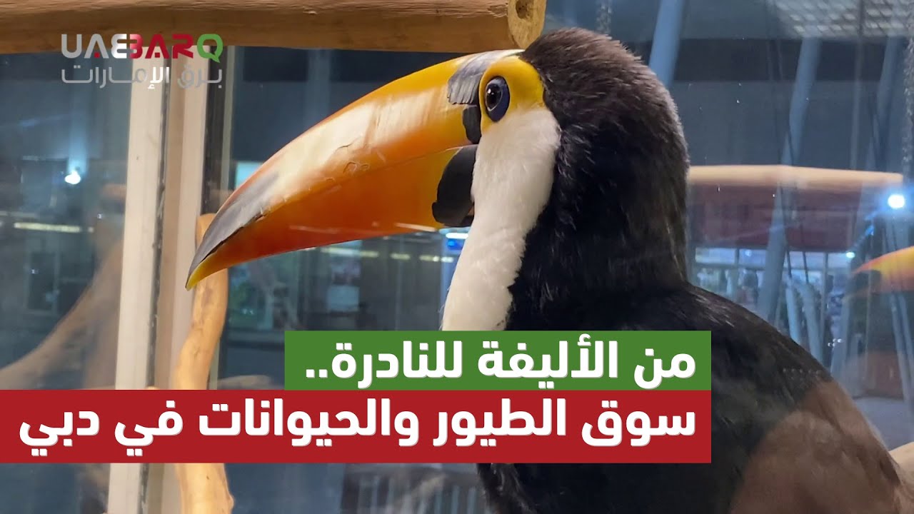 من الأليفة للنادرة.. سوق الطيور والحيوانات في دبي
