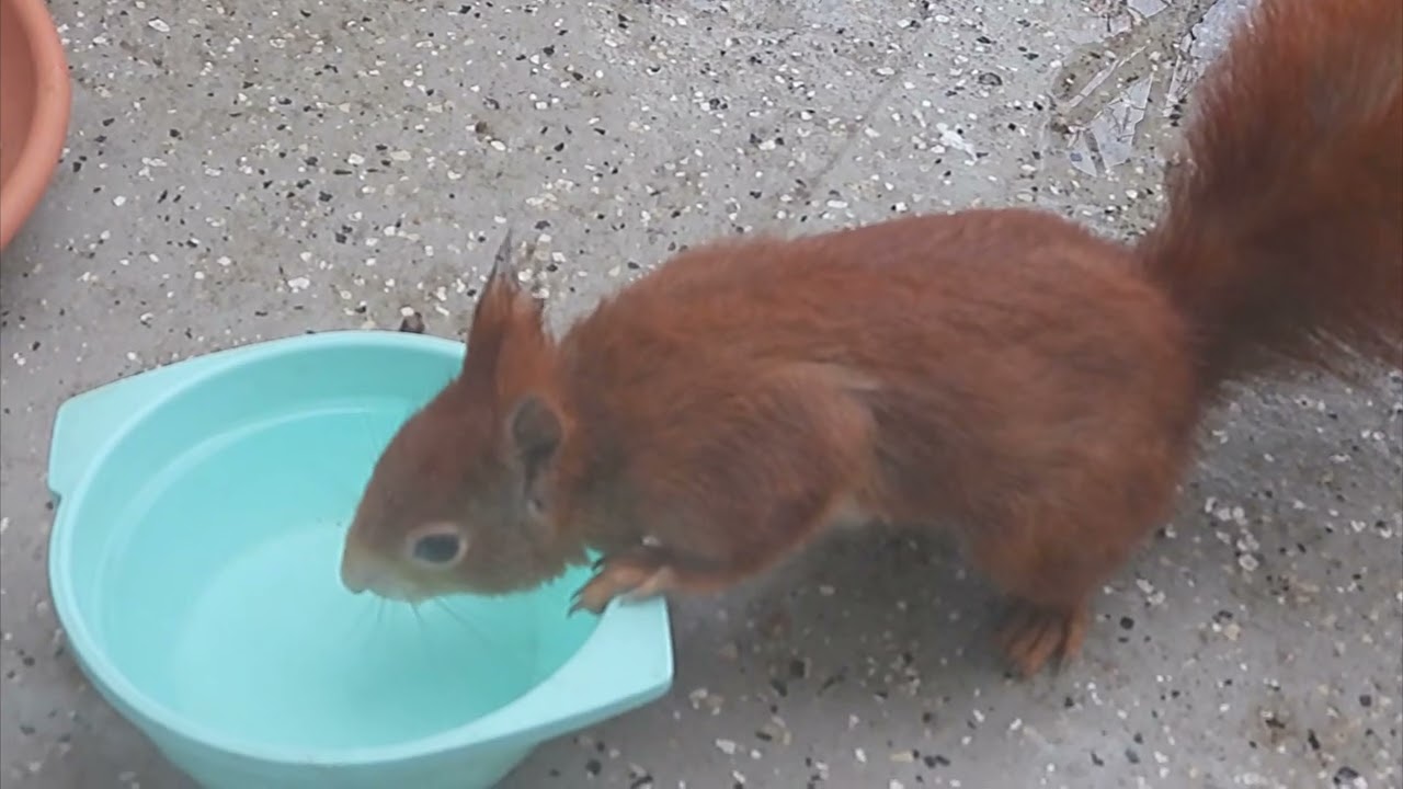 Tagträume🐿️Elfi ist der erste