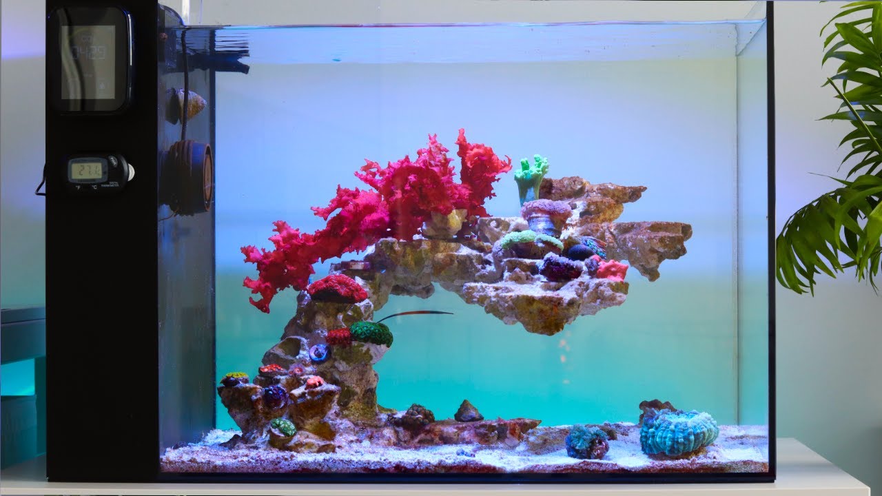 Bringing my Reef Aquarium Back to Life | Blue Reef Tank