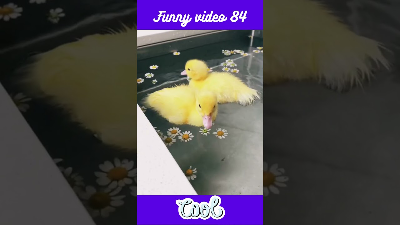 funny video 84  #Shorts  relaxing video Прикольное видео