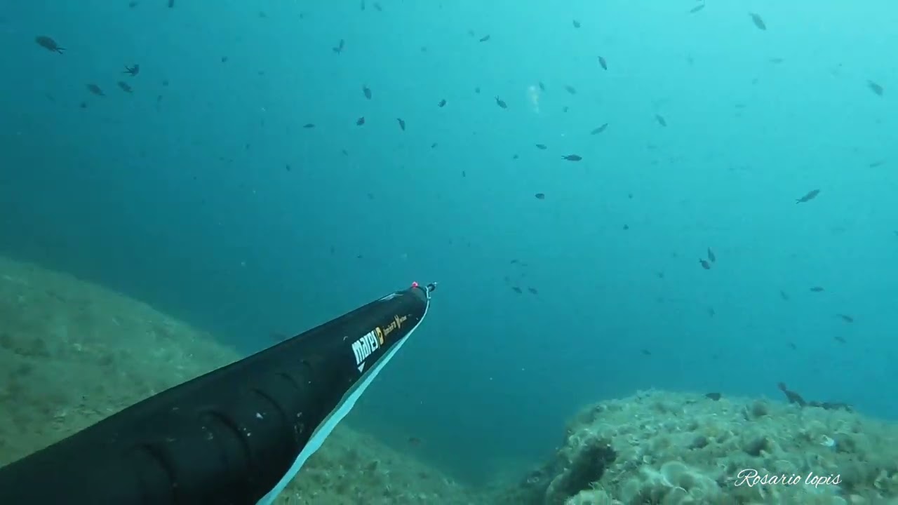 Aspetto al dentice nei primi 15 mt con il super Mares cyrano evo 100  1.1  Buona visione