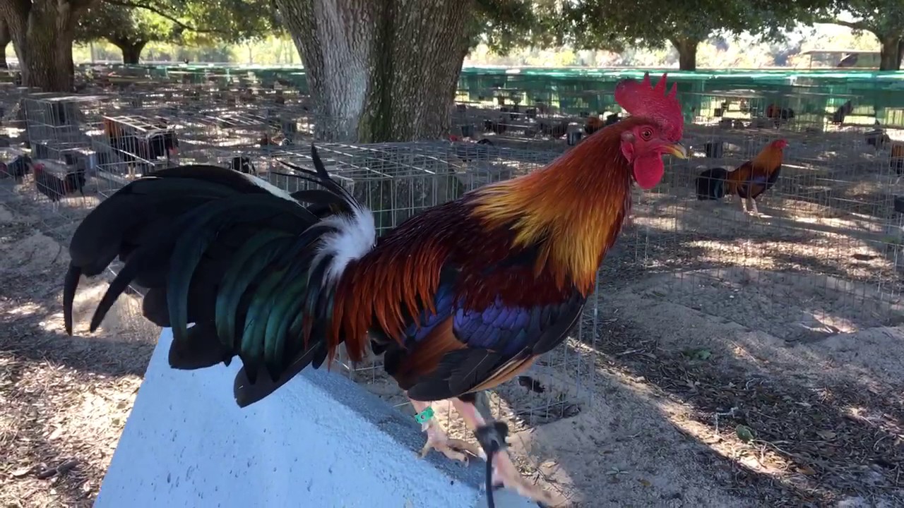 Larry Romero Farm