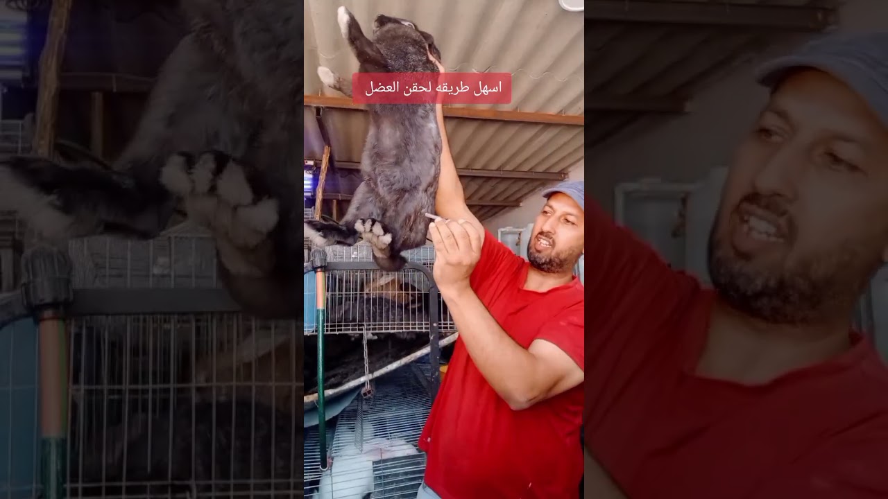 اسهل طريقة لحقن العضل عند الارانب