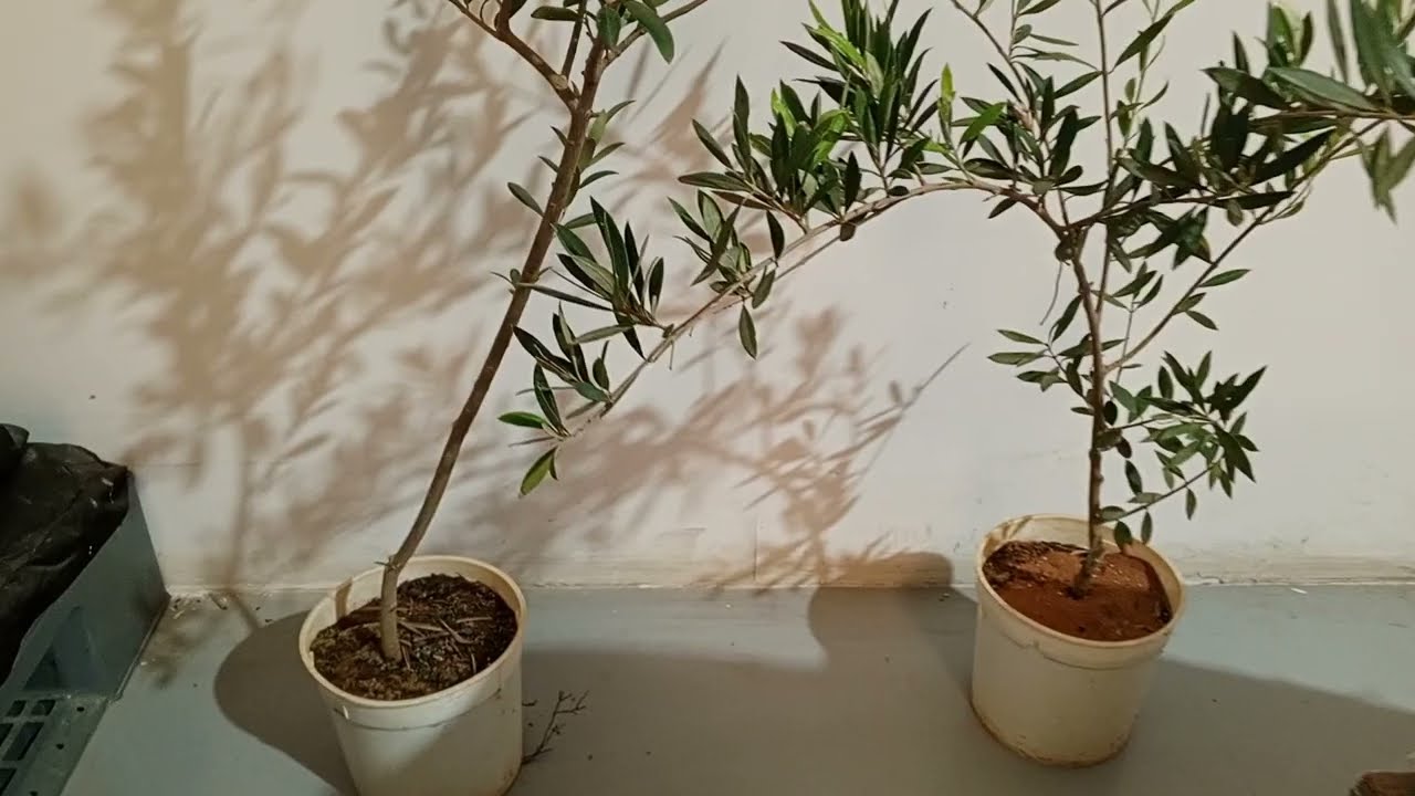 Aljouf olive oil and 🌵☘️ plants