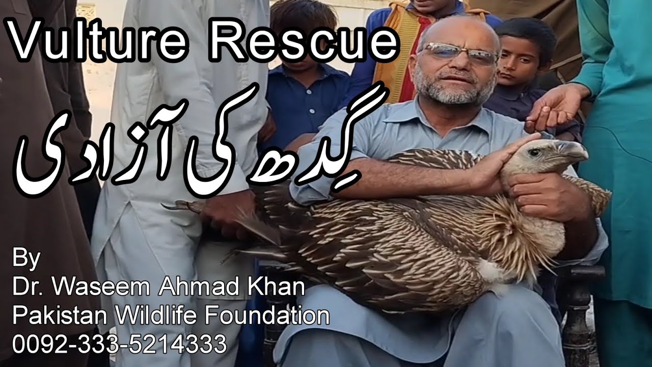 Vulture Rescue Story | Vulture Rescued In Bhakkar Pakistan | Vulture and Ecosystem | Wildlife Heroes