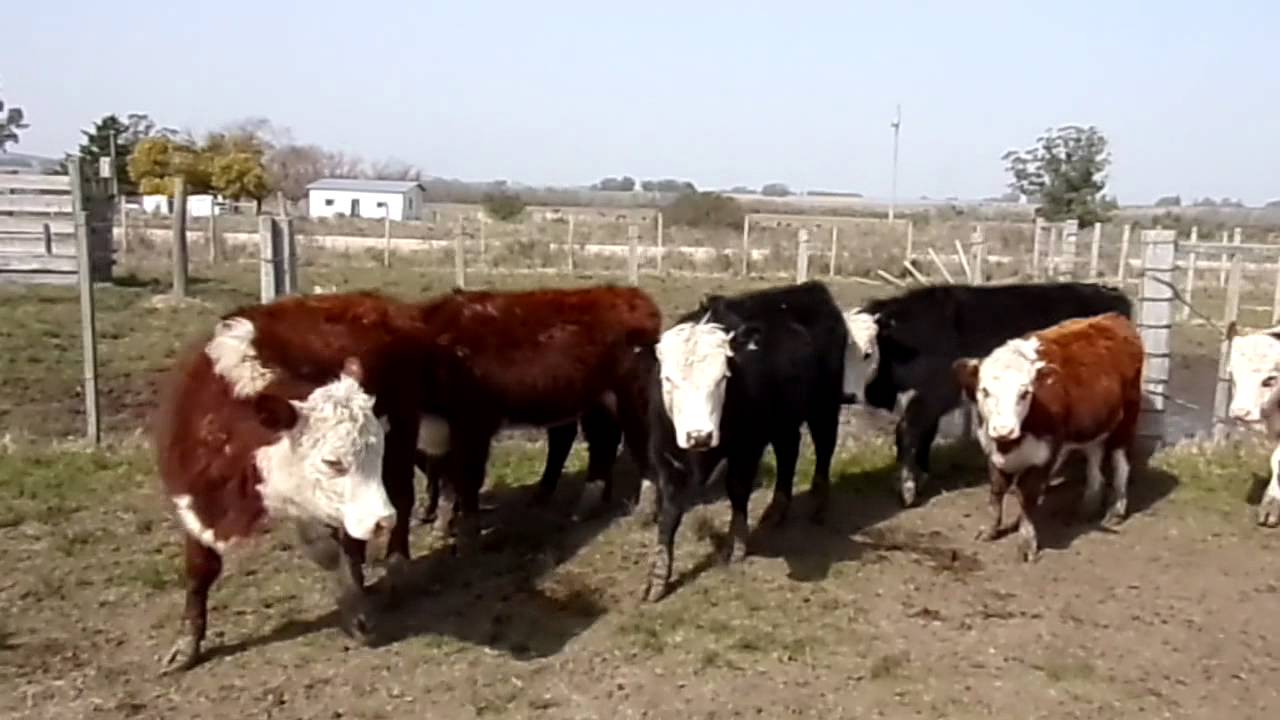 30 terneras destetadas, hereford y cruzas Angus