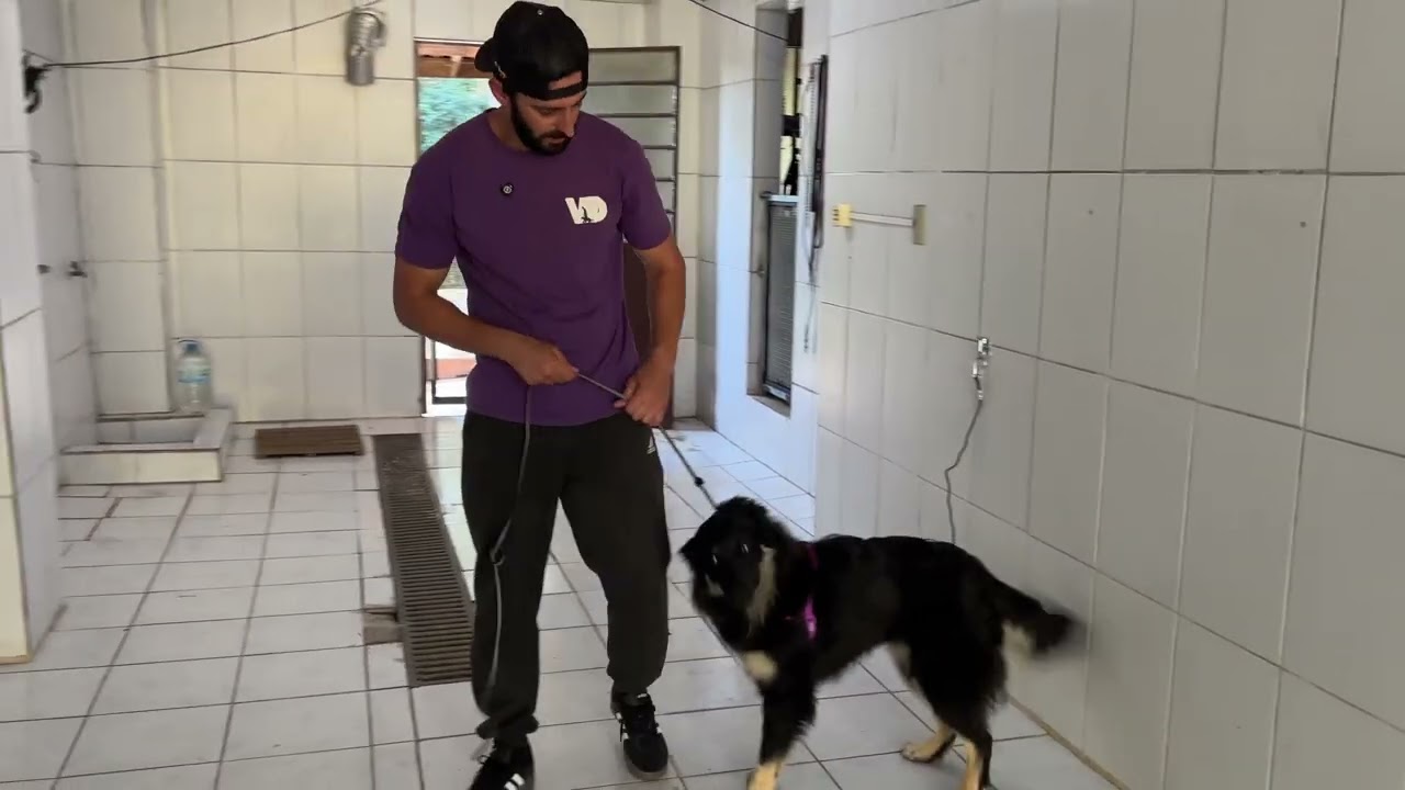 COMO É A ROTINA DOS CÃES NO MEU CT - Adestramento de cães