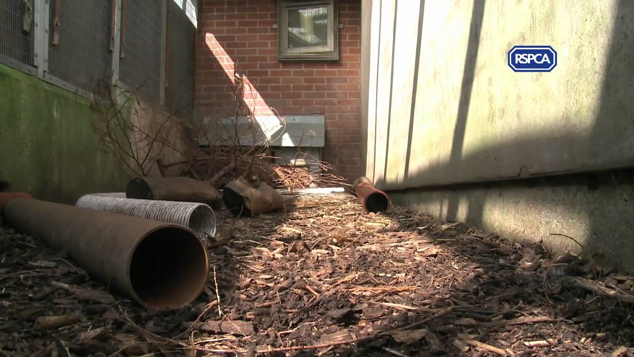 Polecats during rehabilitation at Stapeley Grange