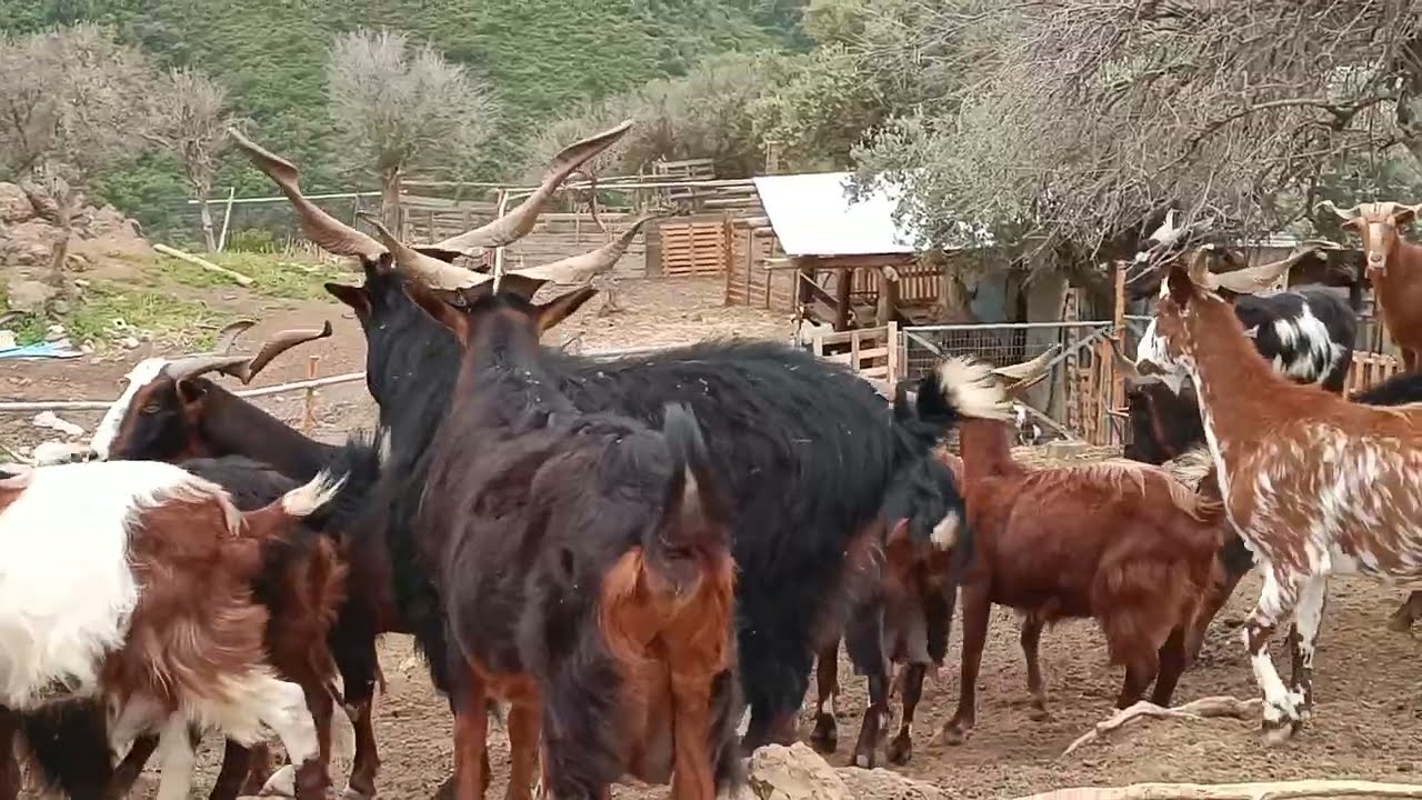 Livadia goats of Greece 334 #κτηνοτροφία #γίδια #τσοπάνησ