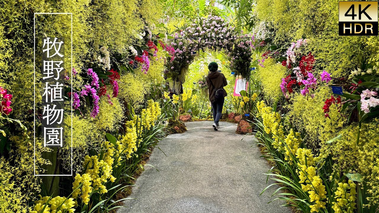 【4K HDR Орхидея】 Ботанический сад Макино. Выставка орхидей 2025.