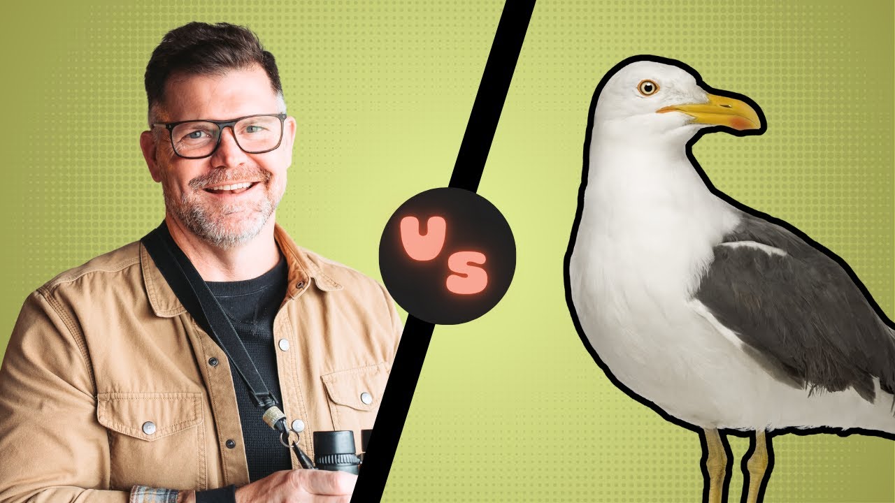 Can You Name These GULLS? Try My Easy Method!