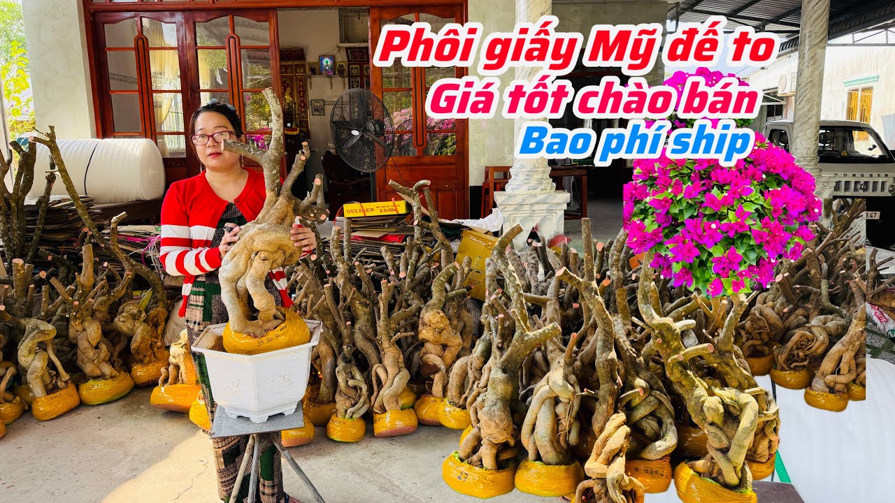 Phôi giấy Mỹ đế to giá tốt chào bán bao phí ship..16/01😘📲 0772.119.600.Quỳnh-Như 