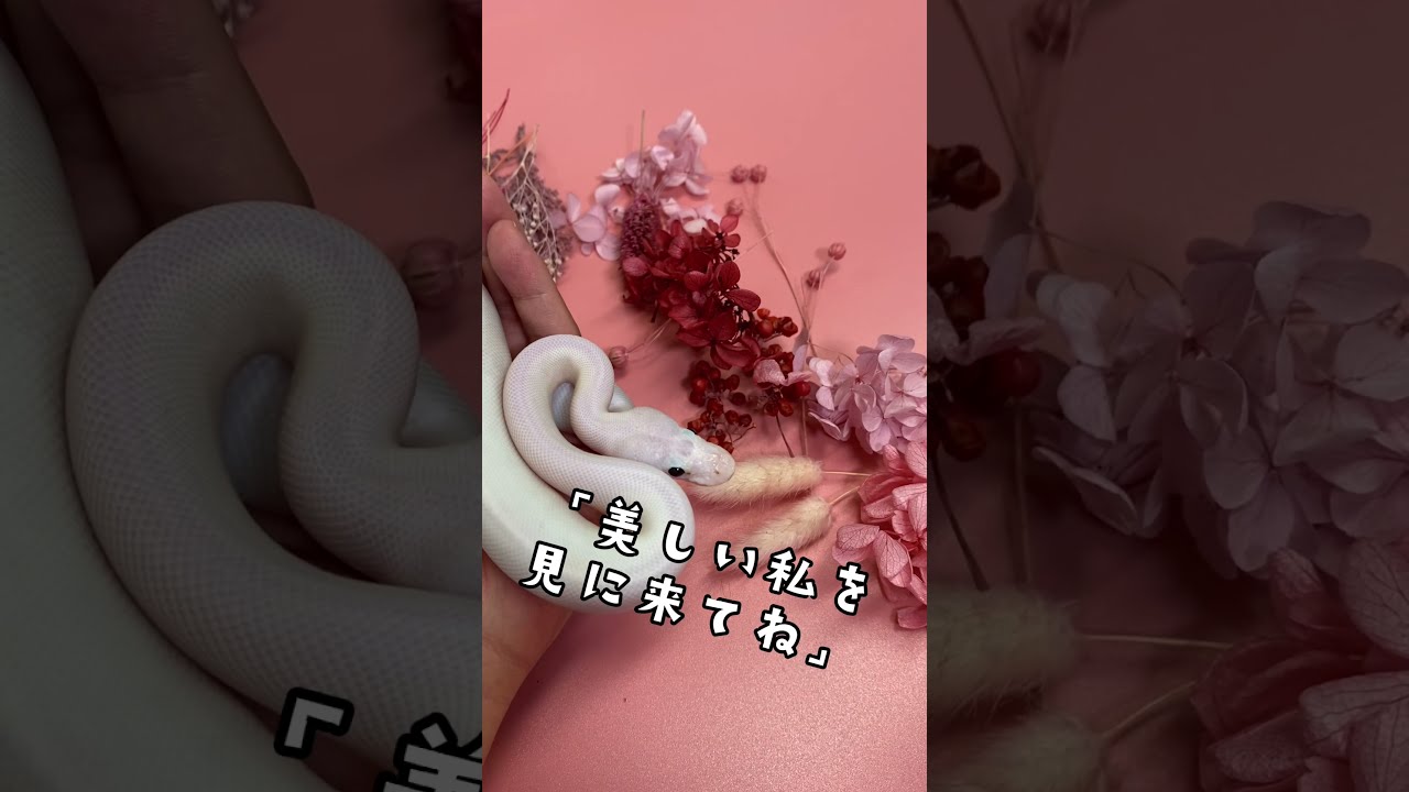 【ヘビ紹介】スーパーファイア🔥🌹🐍