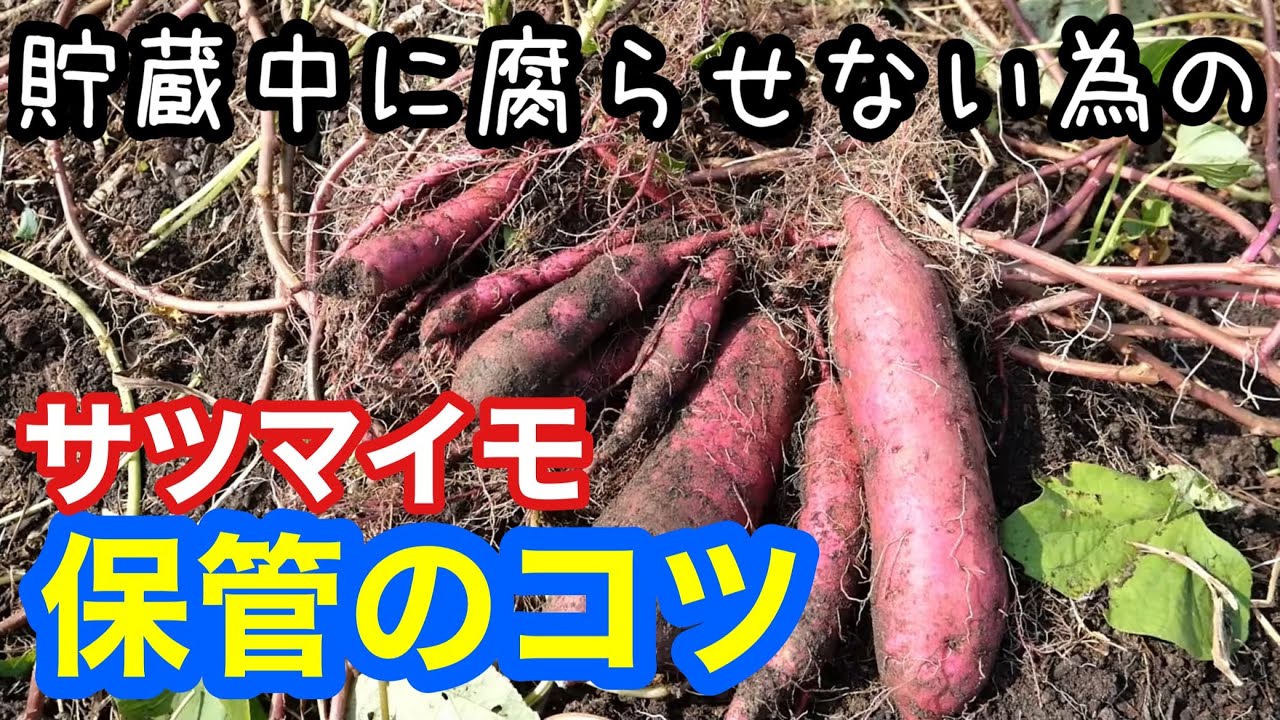【サツマイモ保管のコツ】収穫後のポイント解説《追熟･貯蔵･キュアリング･虫食い傷芋の対処》