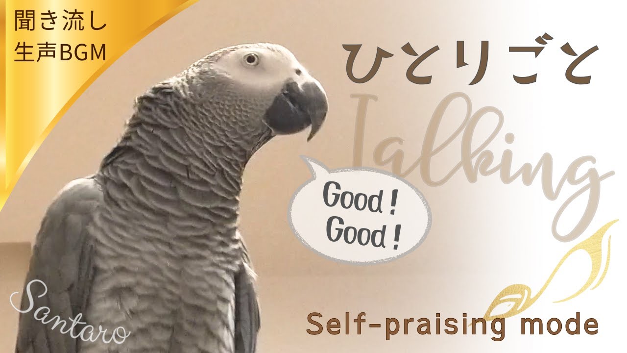 自分を褒めちぎるヨウムの独り言 30分 ｜ 