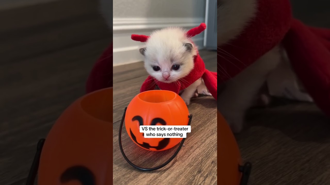 Trick or TREAT
