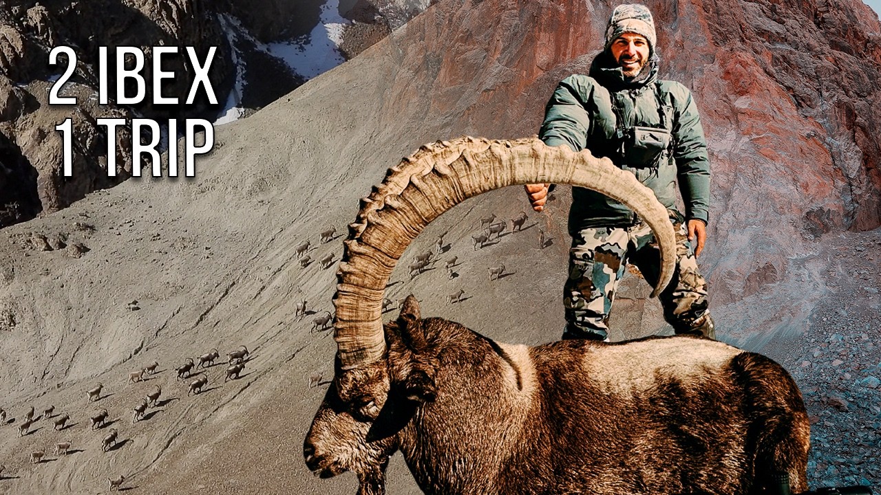 Luxury Mid-Asian Ibex Hunt in Kyrgyzstan | 2 Ibex in the Tian Shan Mountains