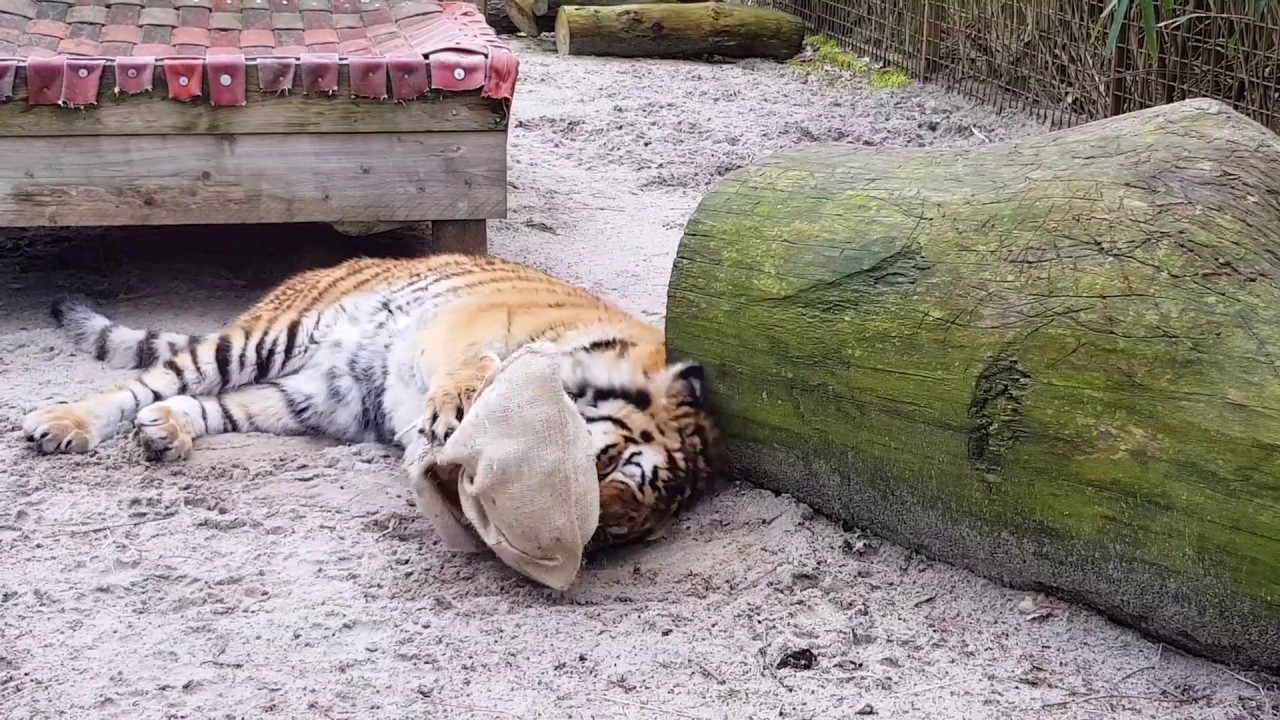 VIER PFOTEN hinter den Kulissen: FELIDA Gro&szlig;katzenstation