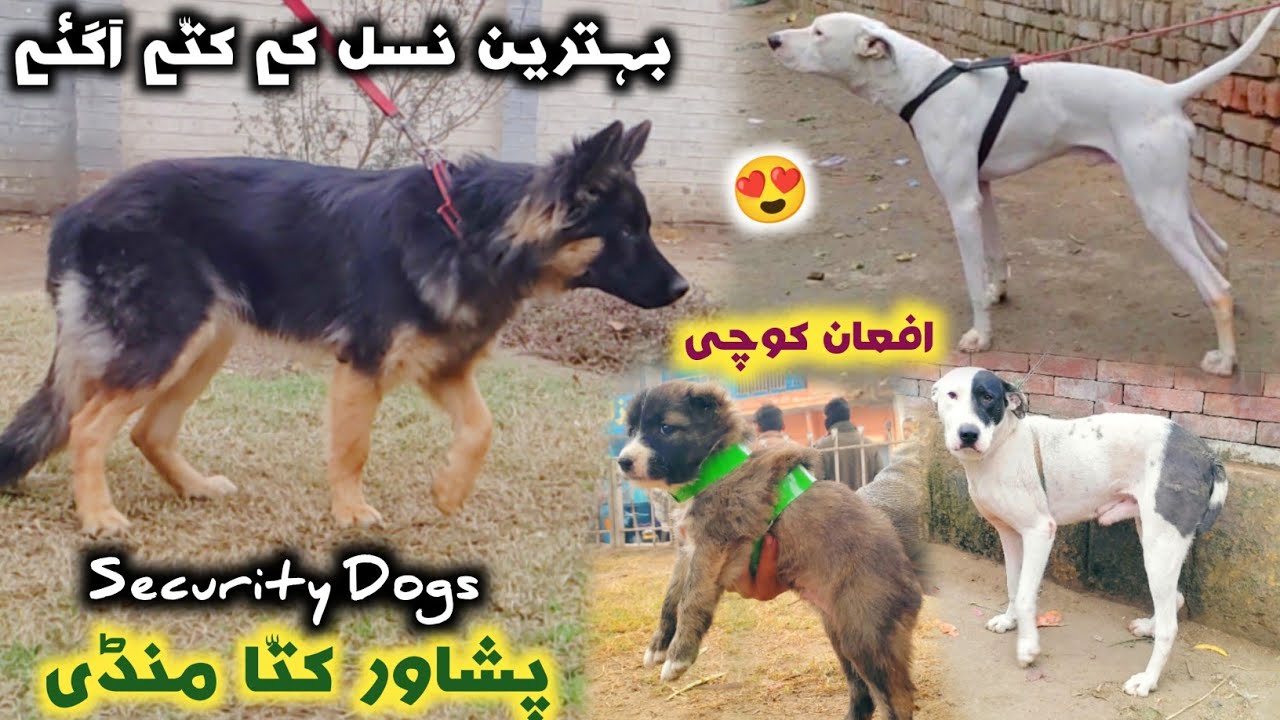 Dogs Market Shahi Bagh Peshawar New Updates 2024 | German shepherd | Afghan Kochi Dogs