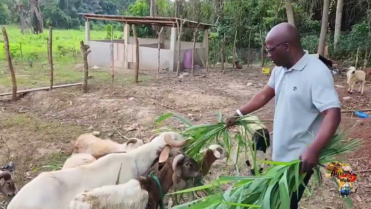Aimez ce que vous faites ! Ballade au coeur de l'exploitation de mr Ble Goudé
