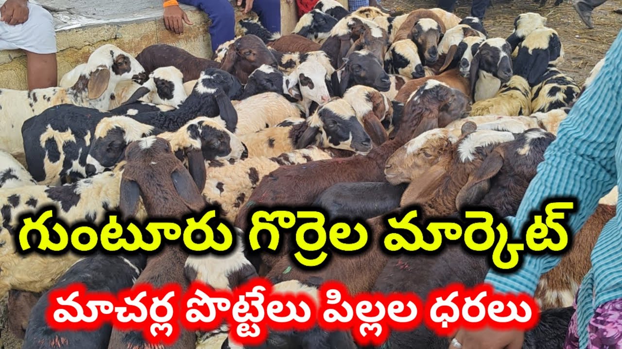 Guntur NELLAPADU Sheep market Today 15 8 2025 గుంటూరు గొర్రెల మార్కెట్ alikhankrk #market