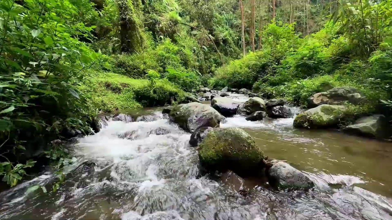 Find a quiet escape with calming river sounds in a tranquil jungle stream to restore deep calmness